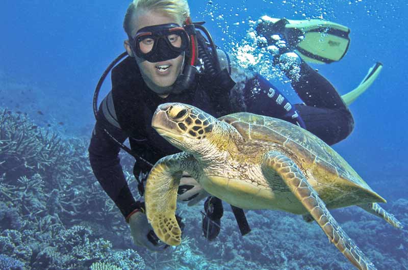 gallery-mid-diver-turtle