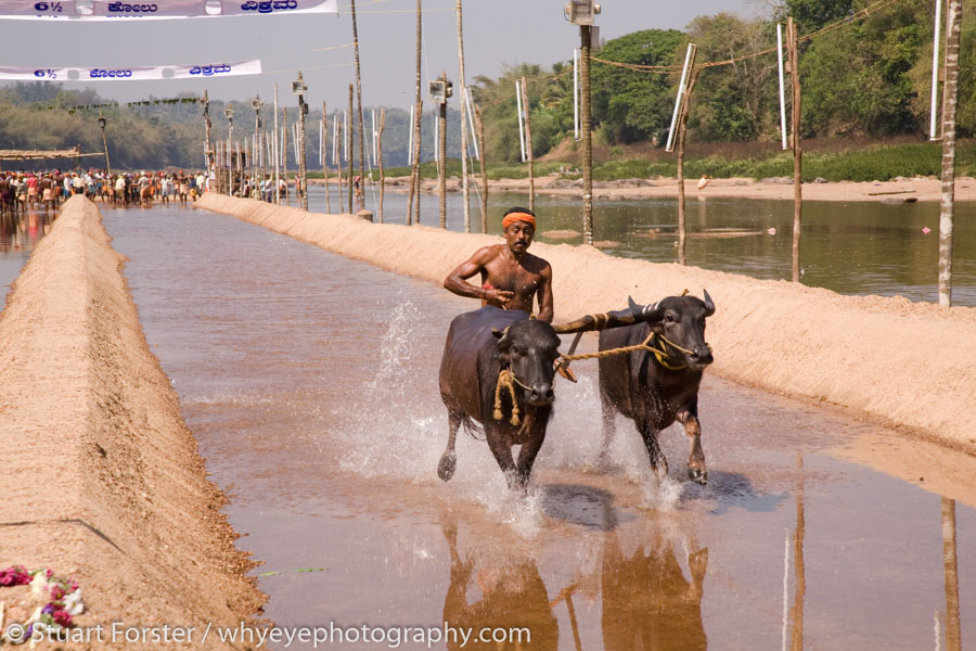 A man races a pair of buffaloes during a Kambala meeting in the Dakshina Kannada region of Karnataka, India. The deliberately water-logged racing tracks are known as jodukere kambalas. This one is set in the Kadri river. Successful racers become regional celebrities. About 45 meetings are held each season, which runs between November and March.