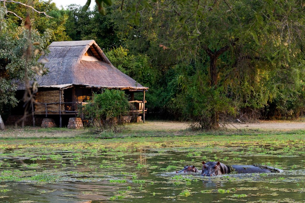 Hippo coming up for air in the lagoon at Mfuwe Lodge