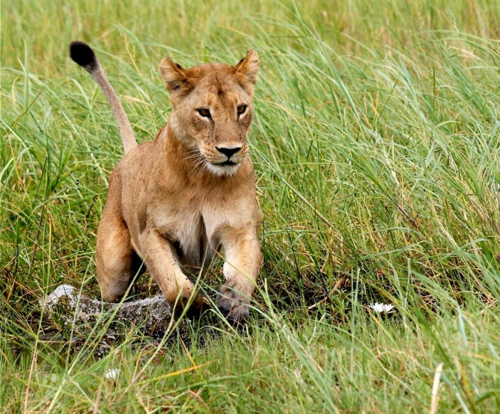 lion cub South Luangwa