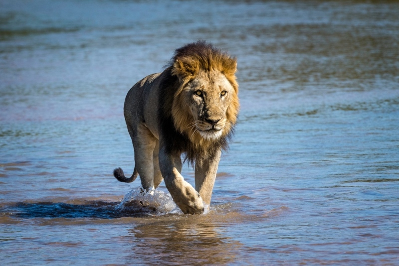 lion on the river South Luangwa