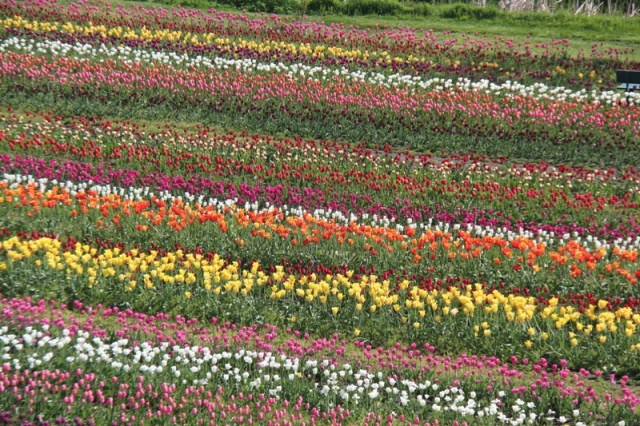 holland tulips