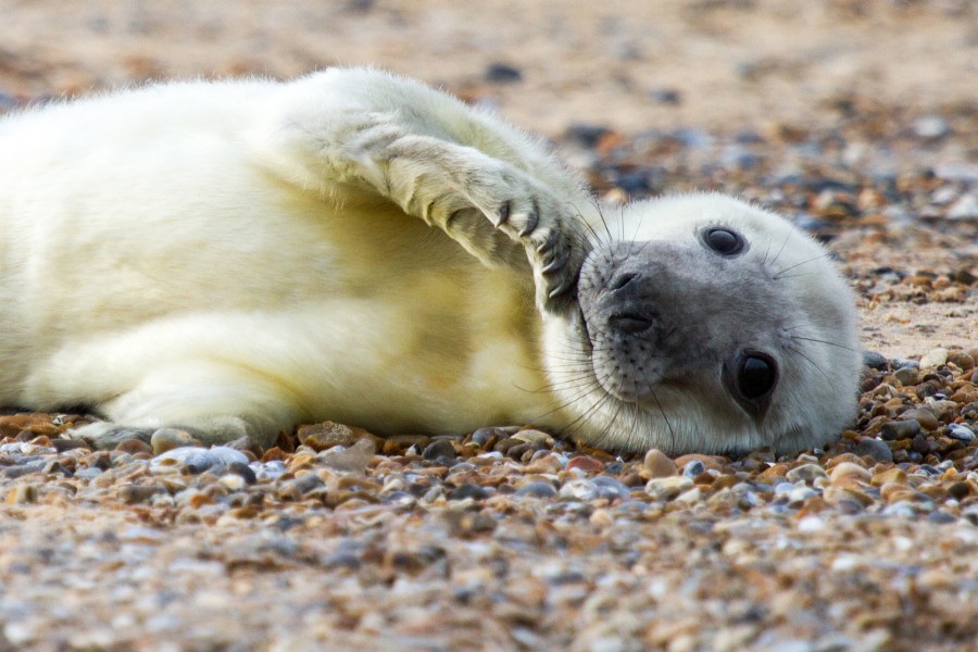 Seal pup born on nearby Blakeney Point