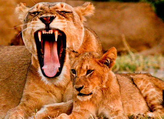 Lioness yawning