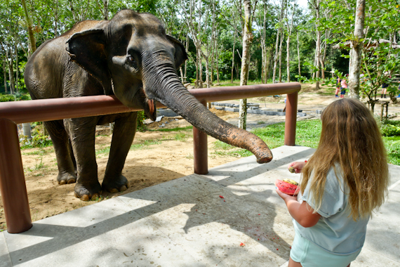 Elephant Sanctuary Feeding