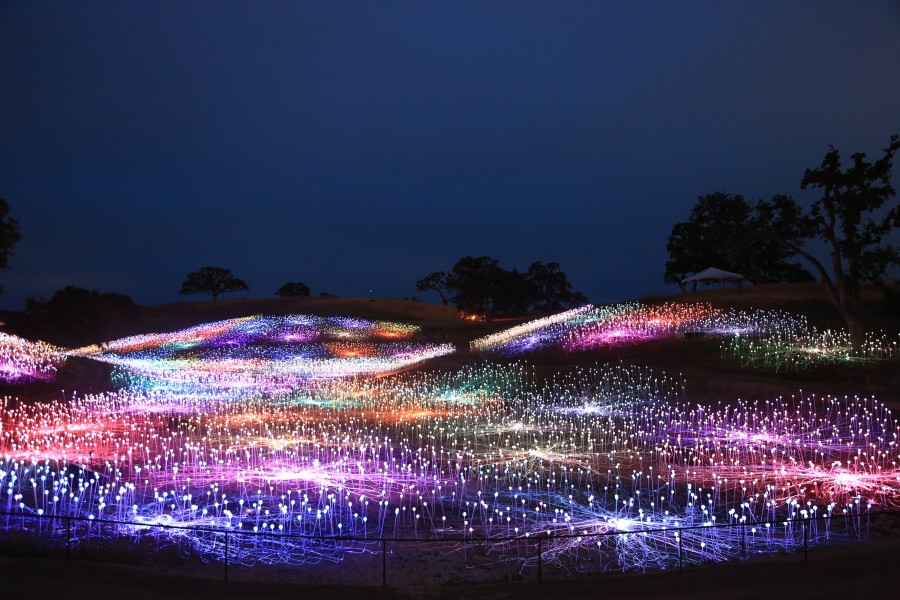 Field of Light at Sensorio Copyright © 2019 Bruce Munro. All rights reserved. Photography by Serena Munro 10
