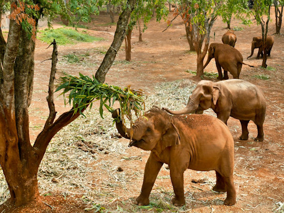 Elephant Nature Park Elephants