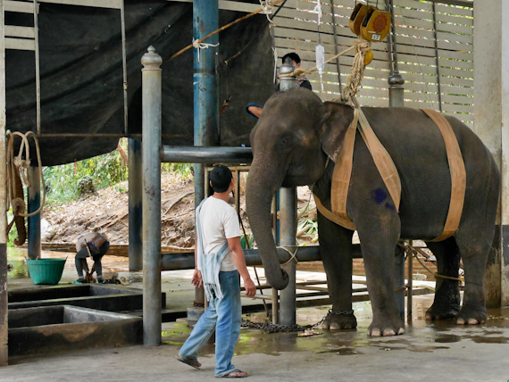 Elephant in Lampang Hospital