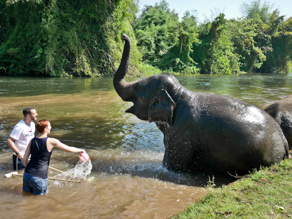 Elephants World Bathing