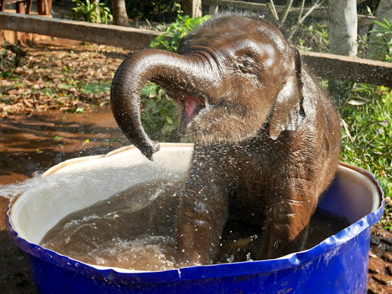 Patara Baby Elephant in bath.
