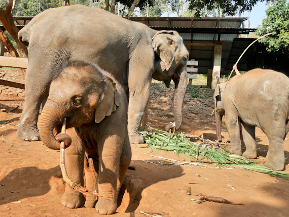 Patara Baby Elephant plus adults