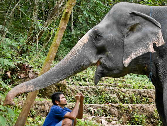 Phang Nga Elephant and Mahout