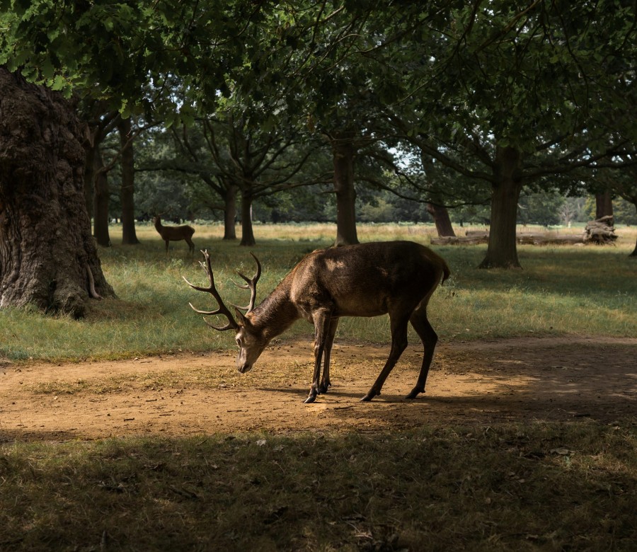 a deer under a tree in Richmond park credit Marek Mucha