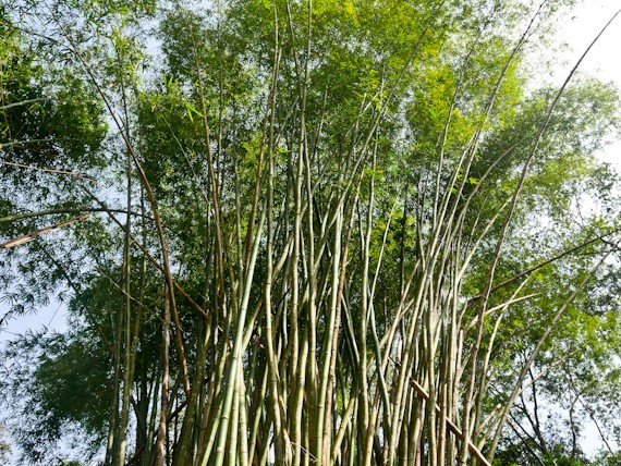 Bamboo Tiwai Island e1593616217148