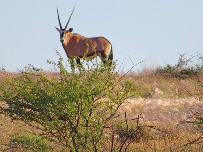 Kalahari oryx IMG 1708 copy e1599493144758
