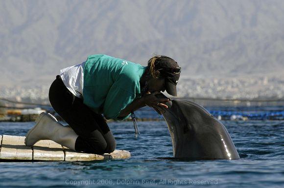 Andy Mossack goes diving with dolphins in Israel at the Dolphin Reef in Eilat.