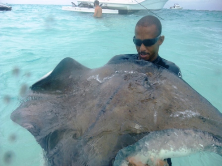 stingray 2