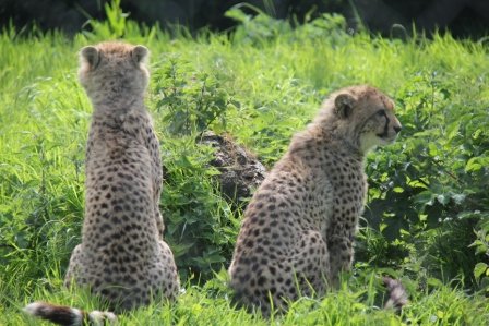 Port Lympne Wildlife Park 052