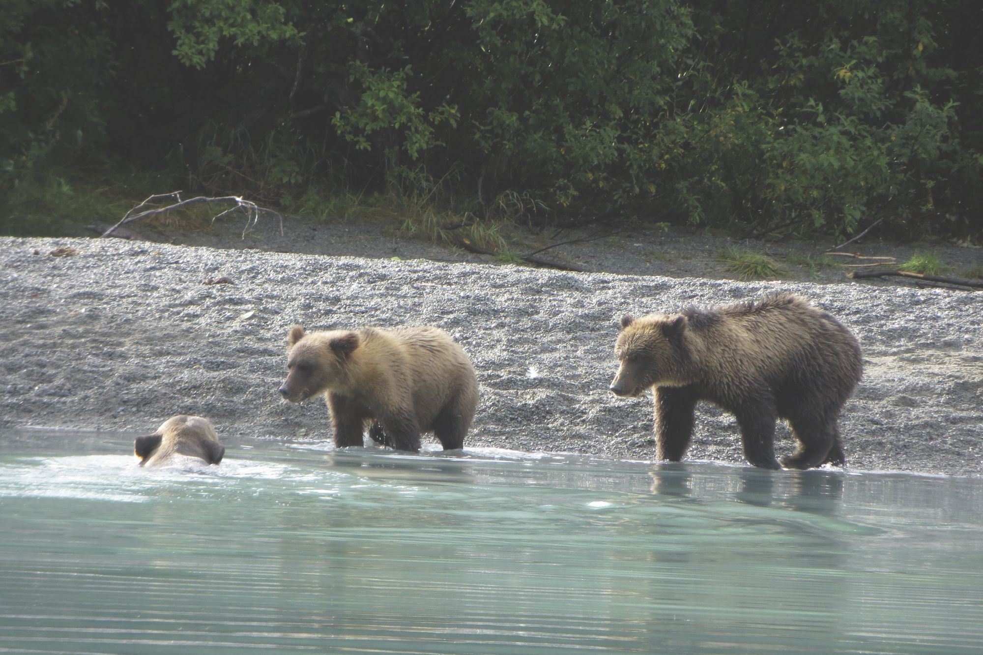 Crescent Lake bears - Alaska