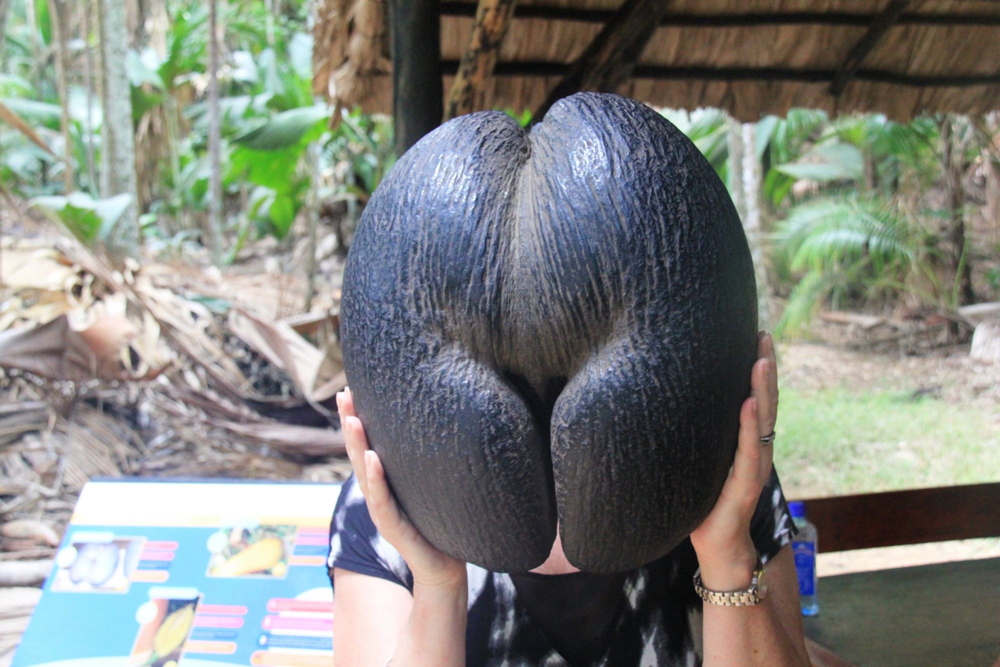 Seychelles coco