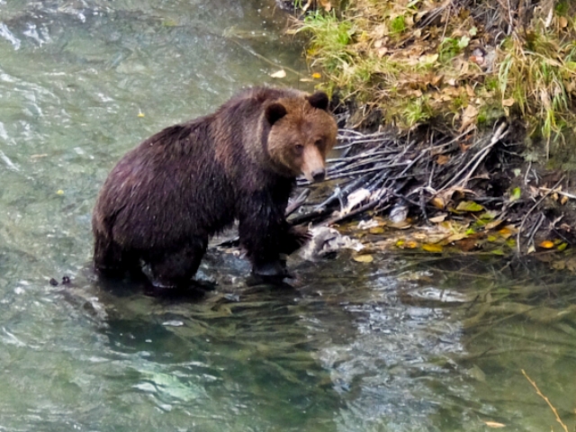 Grizzly bear3
