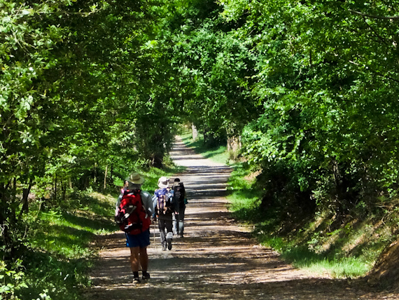 Rupert Parker gets the full pilgrim experience as he goes walking the Camino de Santiago Galicia Wooded Pathways