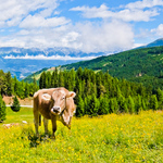 Cow and Wild Flowers