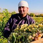 Rupert Parker iuncovers the secrets of the Uzbekistan Wine Route while having the odd tipple of course.