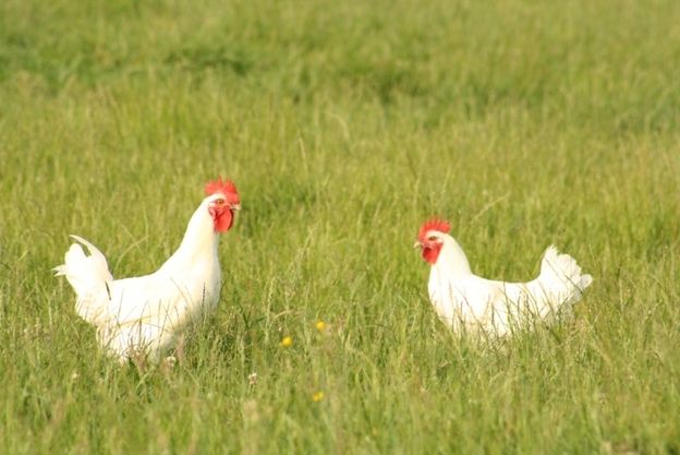 Anthea Gerrie travels to France to visit Les Glorieuses Festival, a celebration of poulet de Bresse, some of the finest chicken in the world.