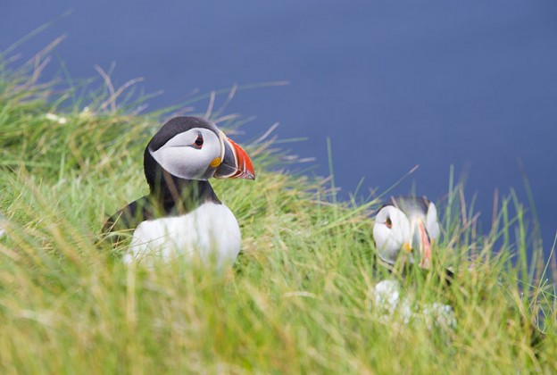 Island of Mousa. Shetland Isles