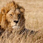 A Photo Safari in Botswana