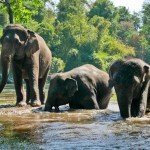 Rupert Parker goes touring elephant centres in Thailand and reports back on which ones are focussing on elephant welfare. Elephants World Three