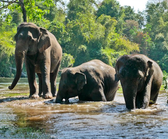 Rupert Parker goes touring elephant centres in Thailand and reports back on which ones are focussing on elephant welfare. Elephants World Three