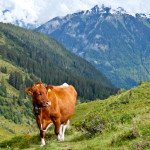 Rupert Parker goes on foot in the Jungfrau Region and braves the bad weather. Cow and Mountain e1601477619719