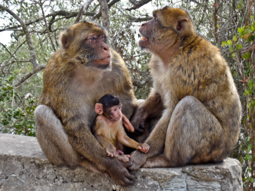 Rupert Parker re-visits exploring Gibraltar and finds a once tired old lady has a new spring in her step. Gibraltar Macaque Family e1603990113823