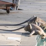 Yala reserve