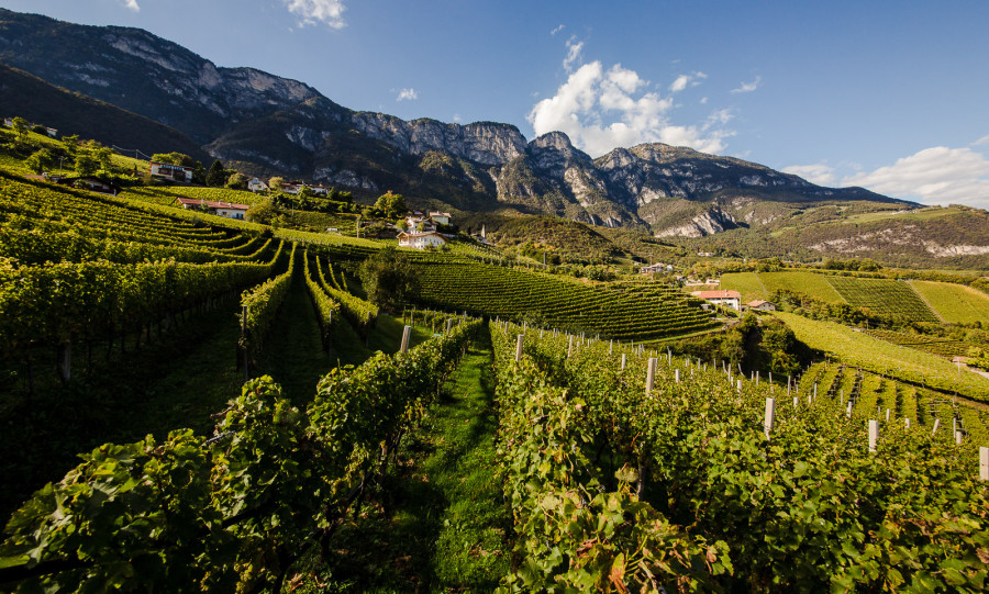 alto adige italy s alpine wine region tripreporter