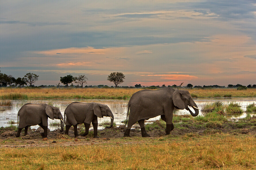 Best Botswana Safaris