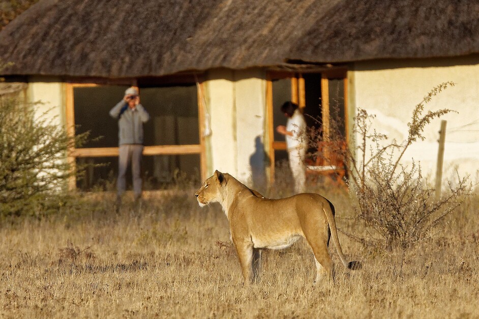 Best Botswana Safaris