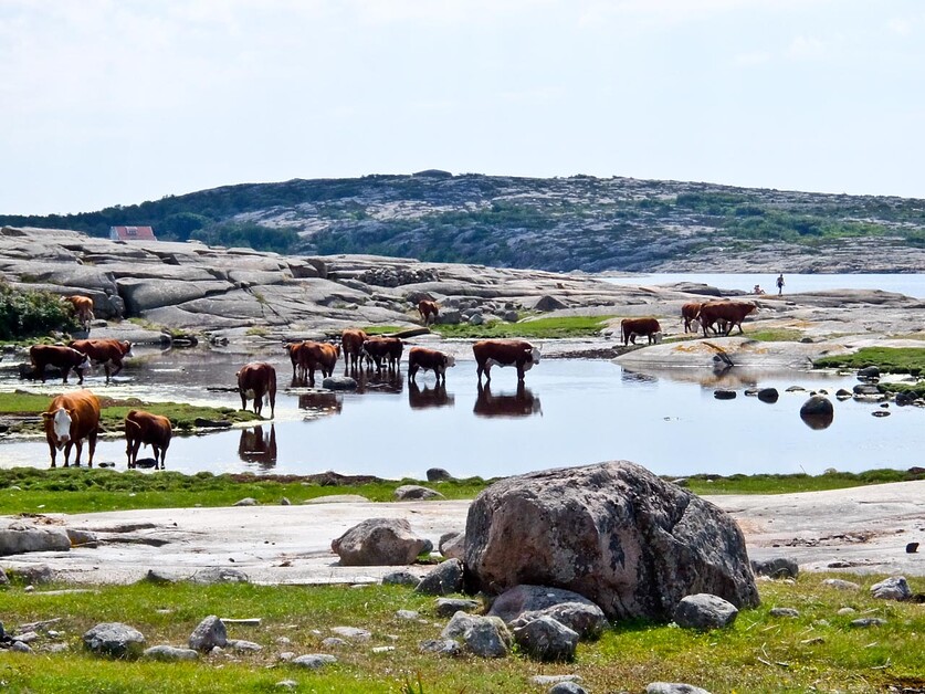 Ramsvik Cows