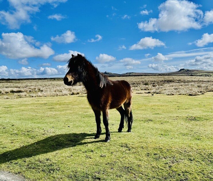 From luxurious Willow Cottage, Michael Edwards explores primal Dartmoor and the chic English Riviera.