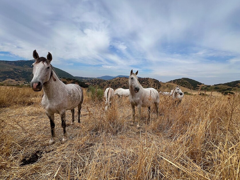  Lynne Coates luxuriates in the secluded splendour of Finca La Donaira tucked away in the Andalusian mountains.