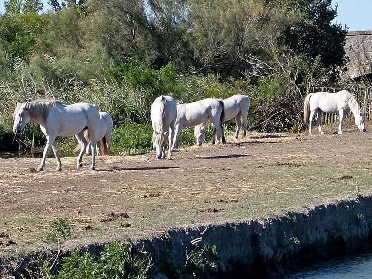 Canal Cruising in The Camargue