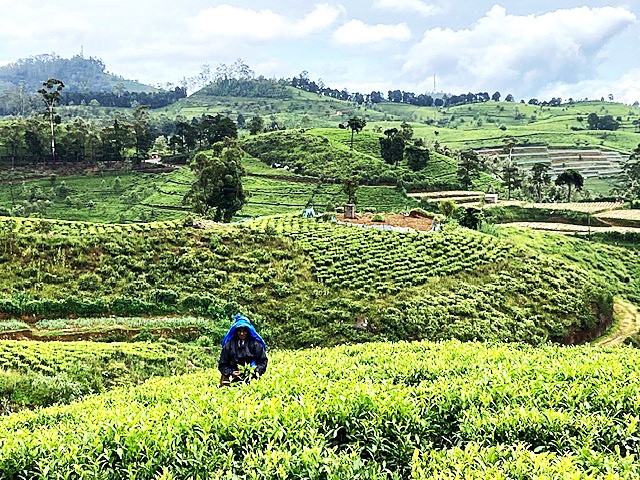 Food and Trekking in Sri Lanka.