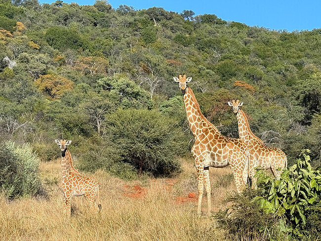 Lynne Coates goes on safari in the exclusive Lepogo Lodges in the UNESCO Waterberg Biosphere.