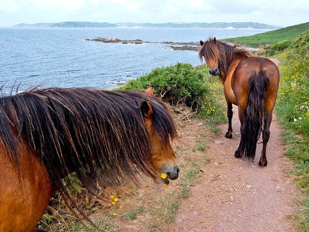 Rupert Parker Hikes part of the Salt Path, The Stunning South West Coast Path Either Side Of Plymouth.
