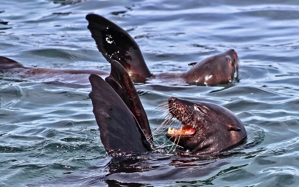 Sarah Kingdom joins Marine Dynamics off the coast of Gansbaai to encounter South Africa’s Marine Big Five and discovers an unforgettable sea safari.