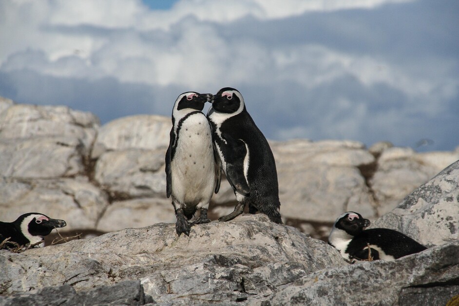 Sarah Kingdom joins Marine Dynamics Big 5 Tour off the coast of Gansbaai and discovers an unforgettable sea safari.