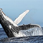 Sarah Kingdom joins Marine Dynamics Big 5 Tour off the coast of Gansbaai and discovers an unforgettable sea safari.