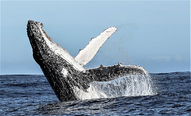Sarah Kingdom joins Marine Dynamics Big 5 Tour off the coast of Gansbaai and discovers an unforgettable sea safari.